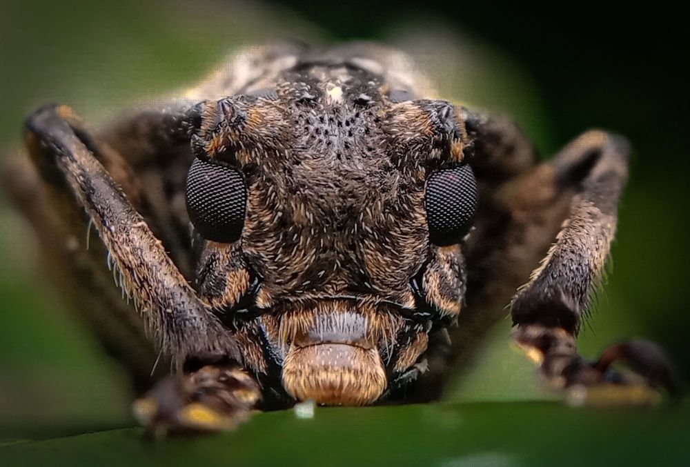 Photograph by Thimira adinisuru Ayiththappullige