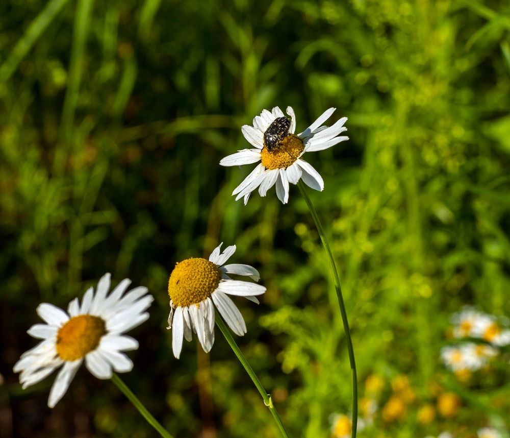 Photograph by Валерий Клейменов
