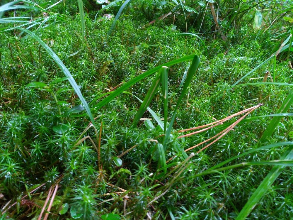 Photograph by СТЕПАН ДЖУЛАКИДЗЕ