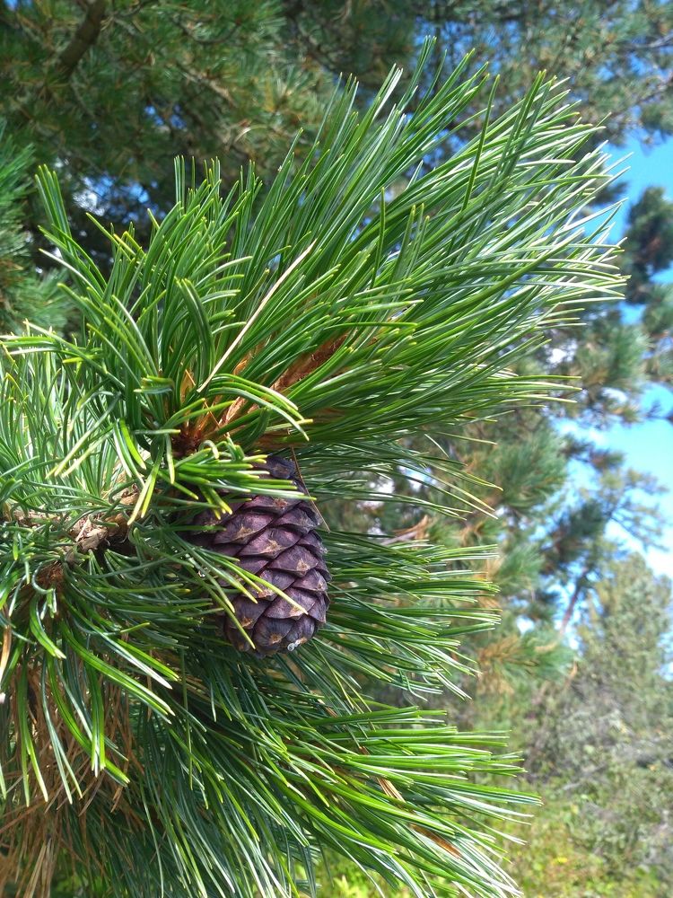 Photograph by СТЕПАН ДЖУЛАКИДЗЕ