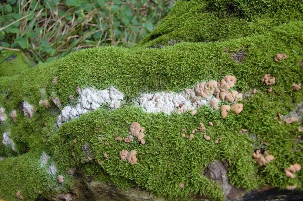 Photograph by Анна Авилочкина