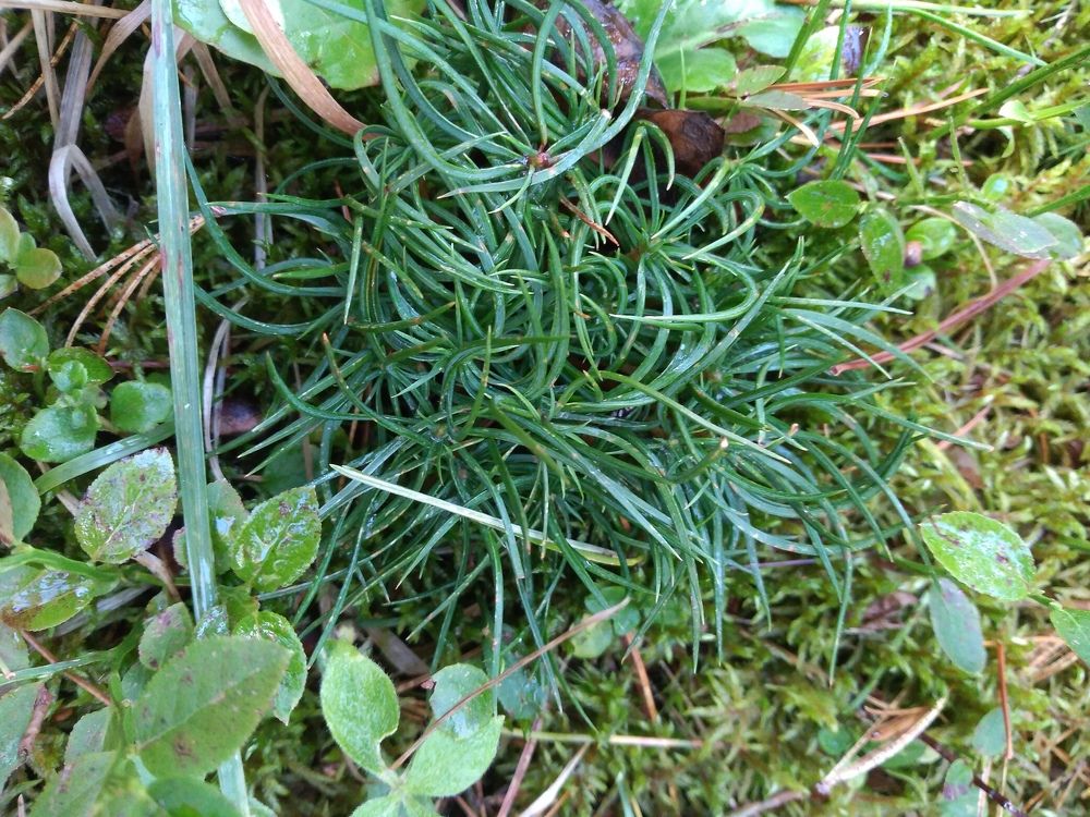 Photograph by СТЕПАН ДЖУЛАКИДЗЕ