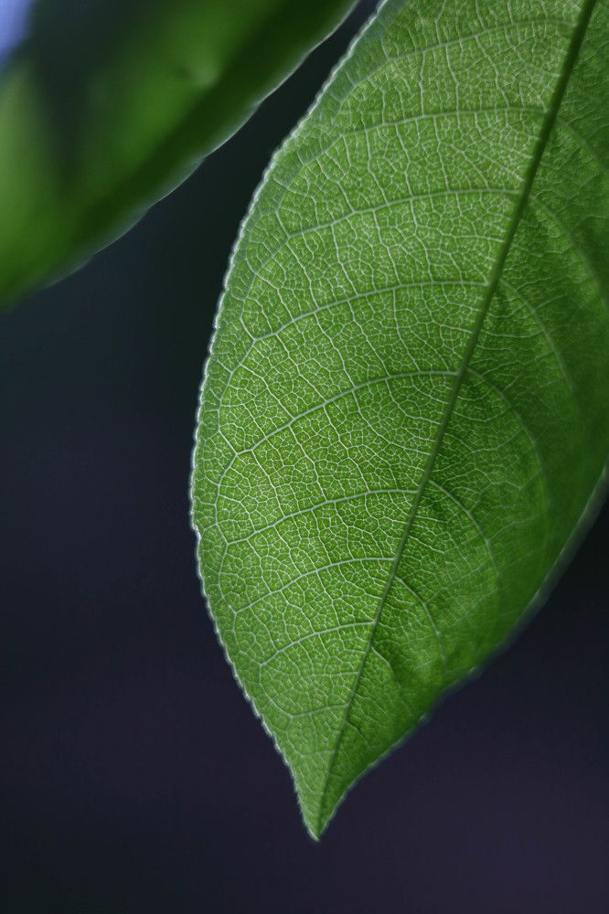 Photograph by Семён Махмутов