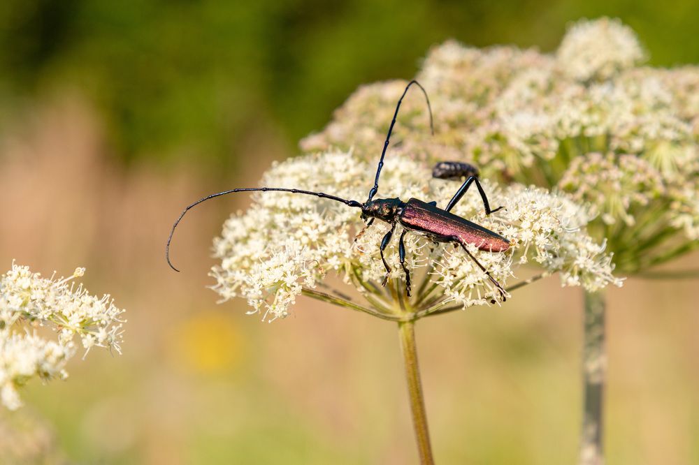 Photograph by Михаил Корнеев