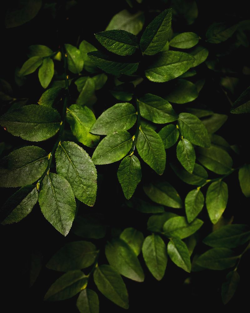 Photograph by Анастасия Чушкова