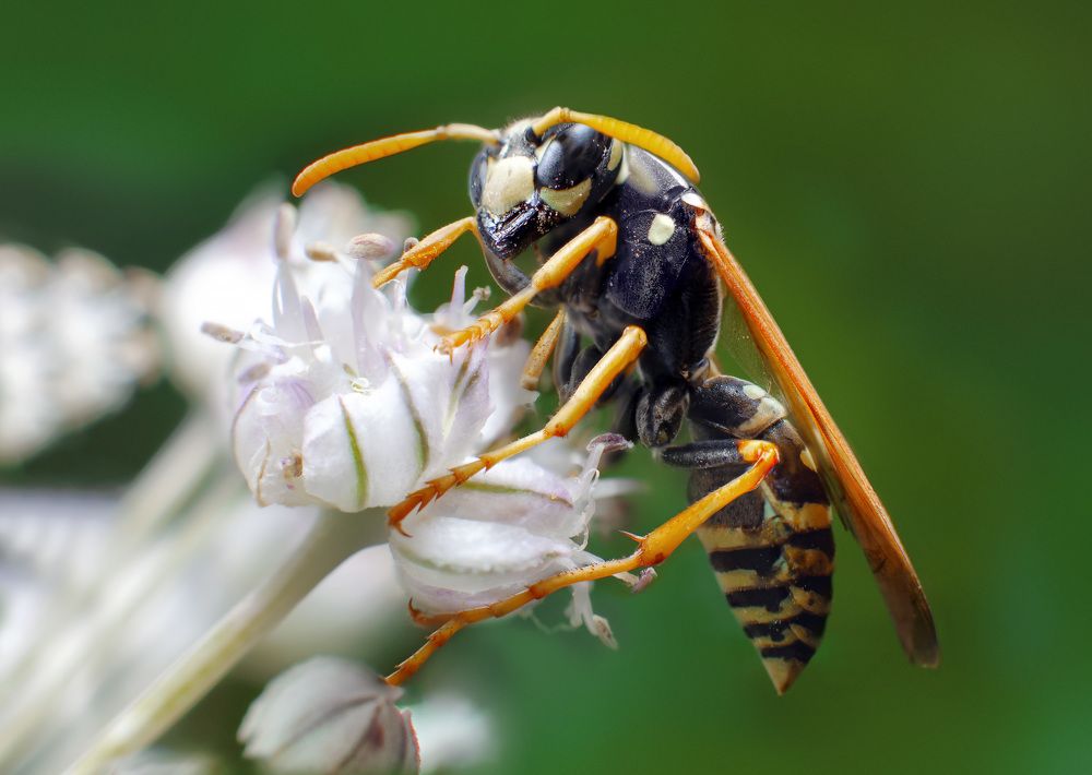 Фотография автора Renat Mansurov