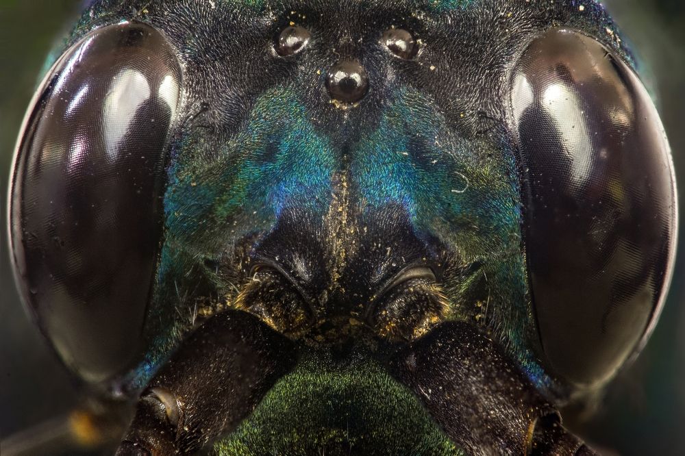 Spider-Wasp (Pepsis formosa)