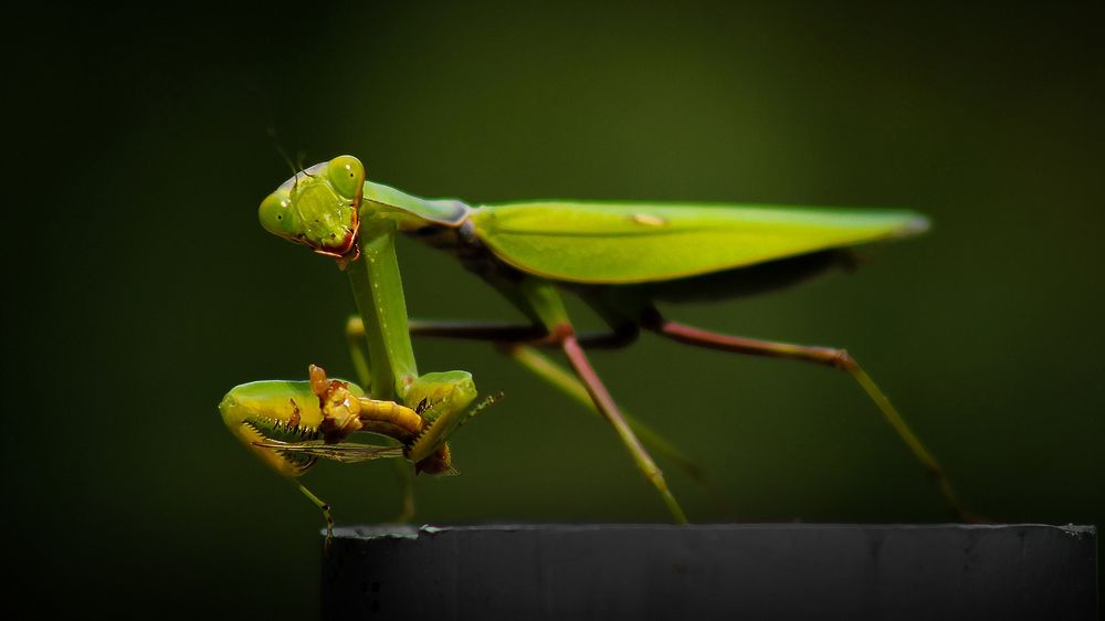 Photograph by Ali Memari