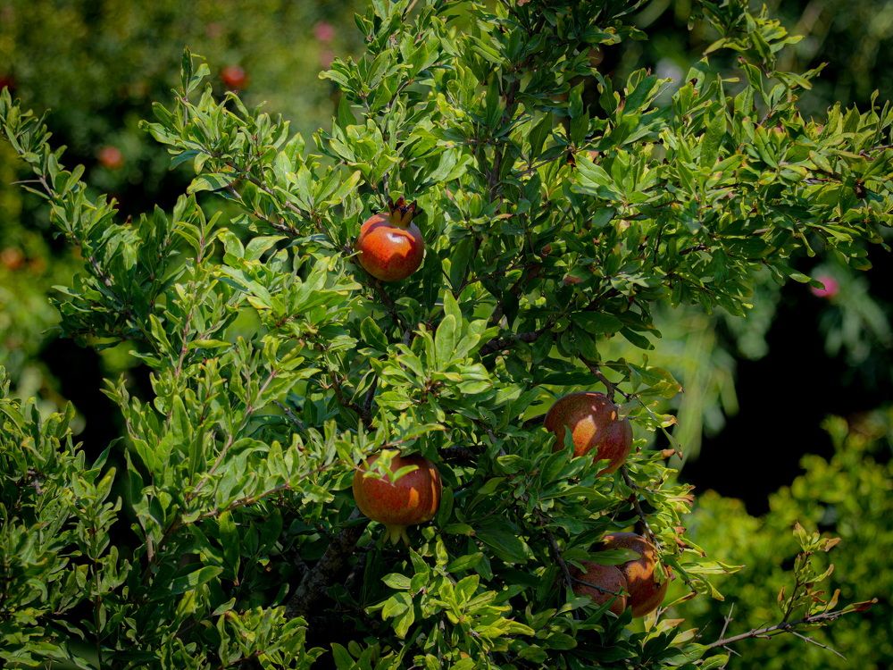 Photograph by Николай Тышкунов