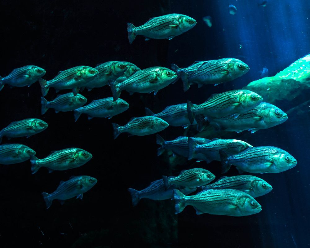 Photograph by Naouel Meguebli