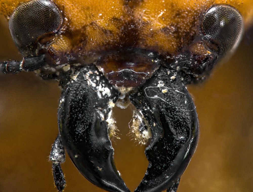 Photograph by Renato Fernandes Bandeira