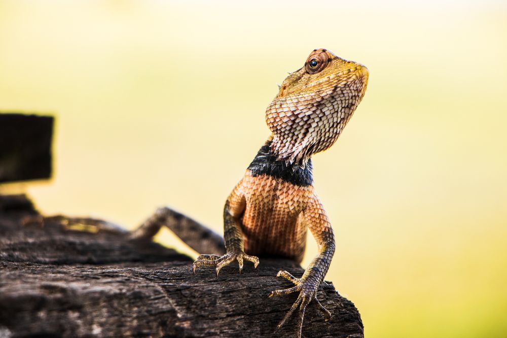 Calotes Versicolor