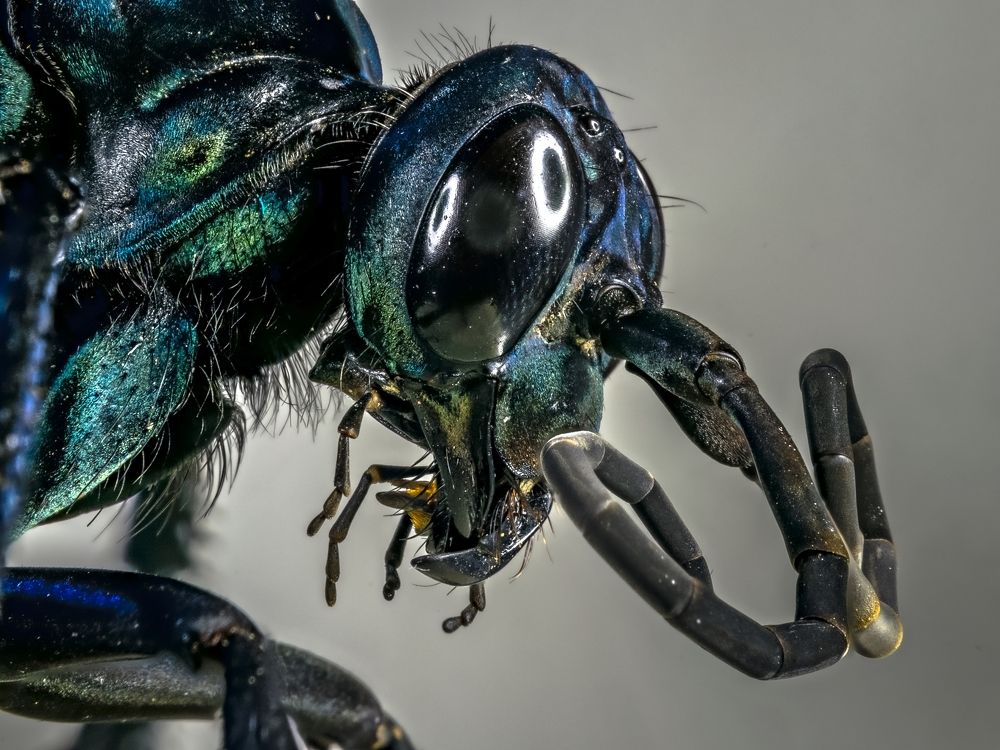 Spider-Wasp (Pepsis formosa)