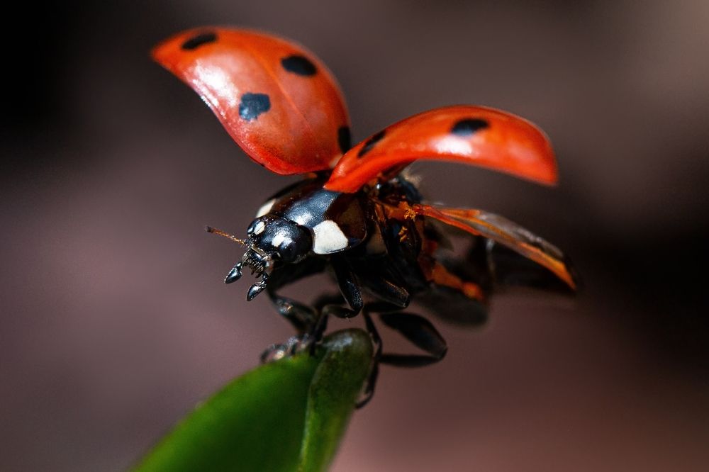 Photograph by Анна Татаренко