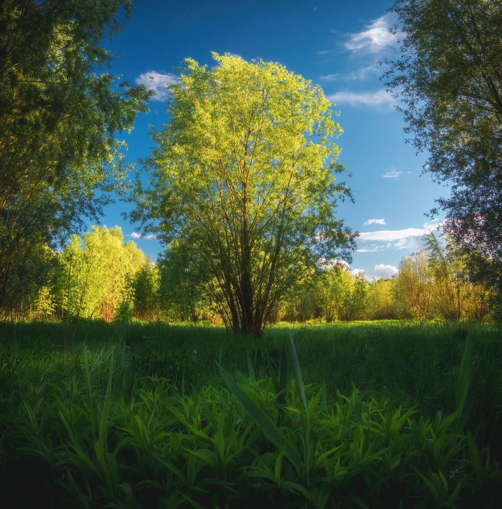 Ясный день в пойменном лесу
