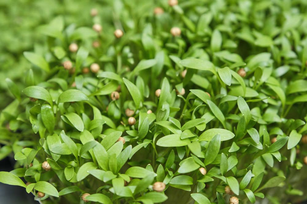 Микрозелень