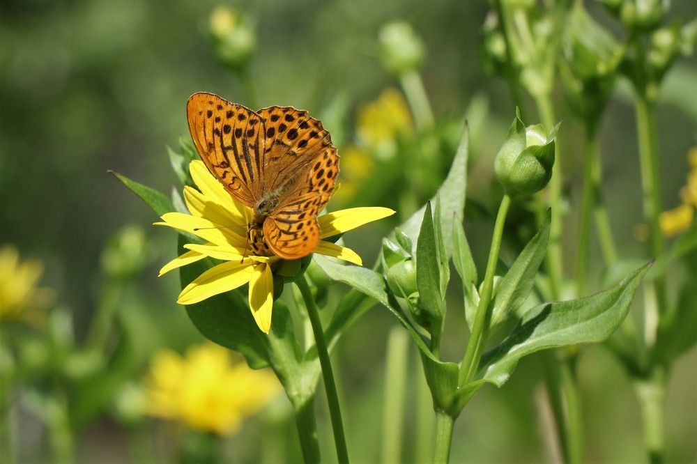 Бабочка на цветке