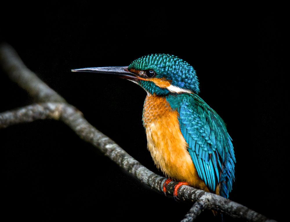 Photograph by Ravindu Attanayake