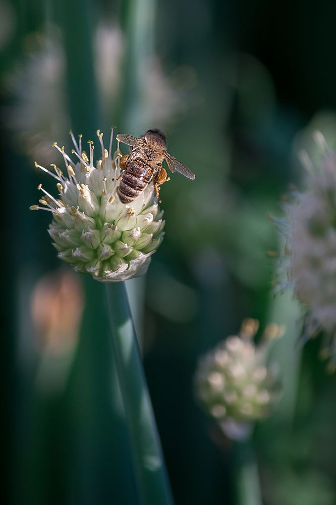 Photograph by Alena Ivanova