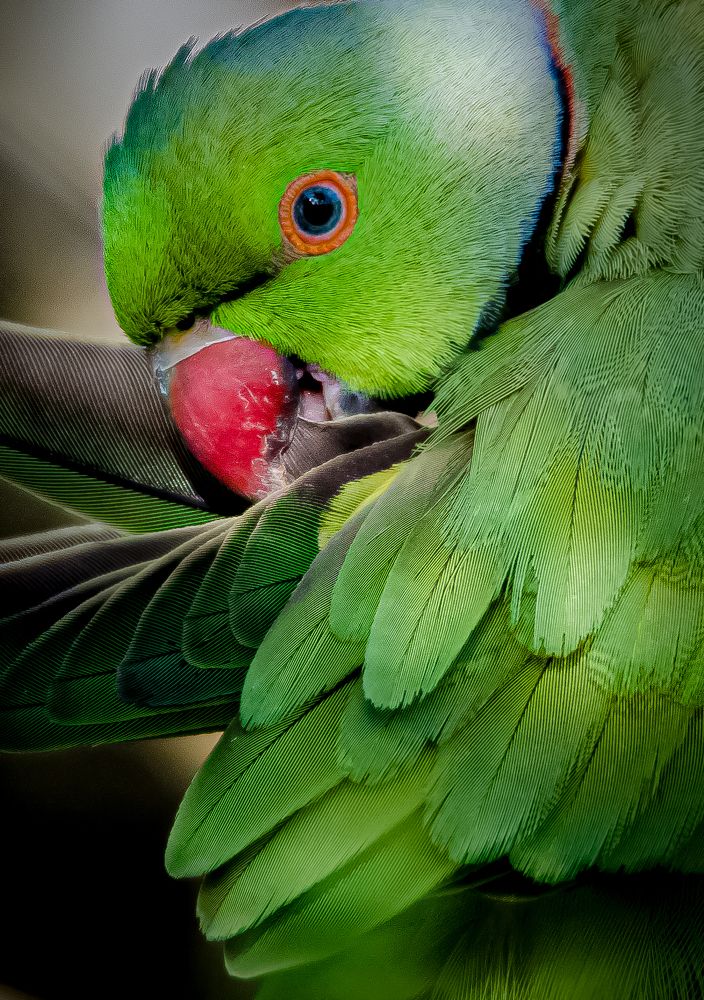 Preening Parakeet