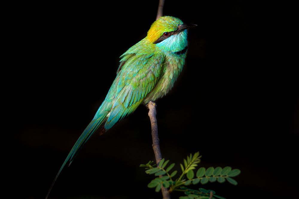 Photograph by Ravindu Attanayake