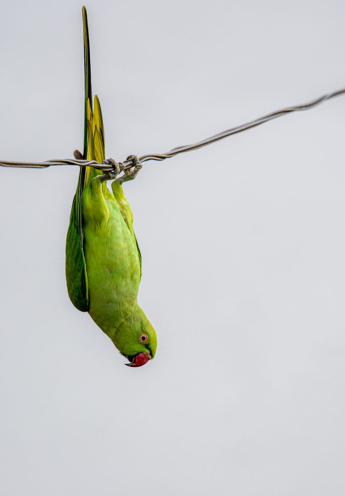 Photograph by Ravindu Attanayake