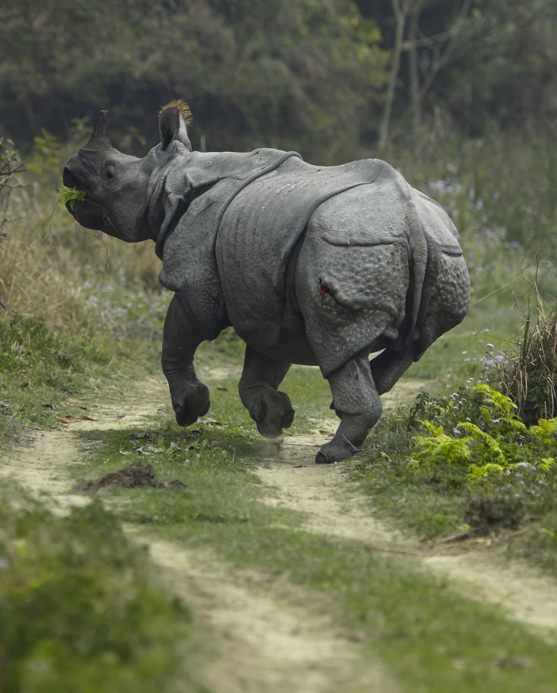 Photograph by Rajeeb Bharali