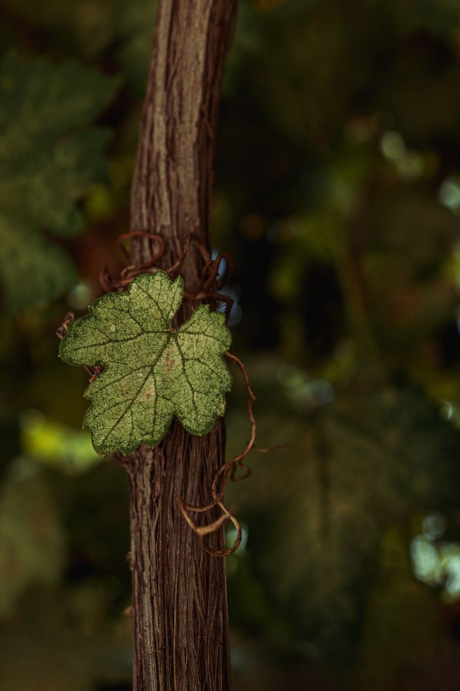 Photograph by Татьяна Бесчастнова