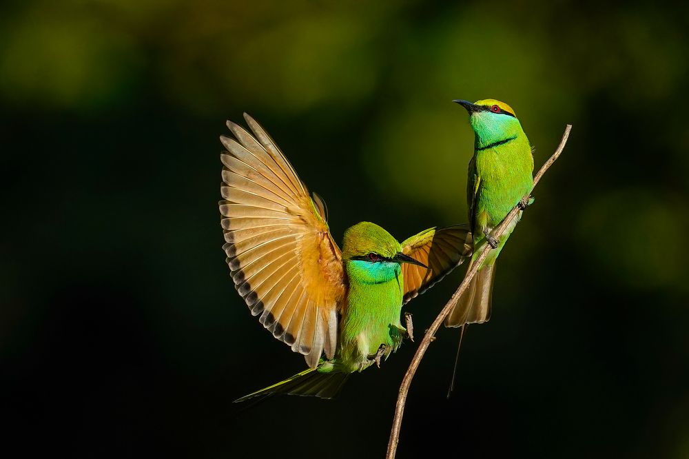 Photograph by Anish jayan