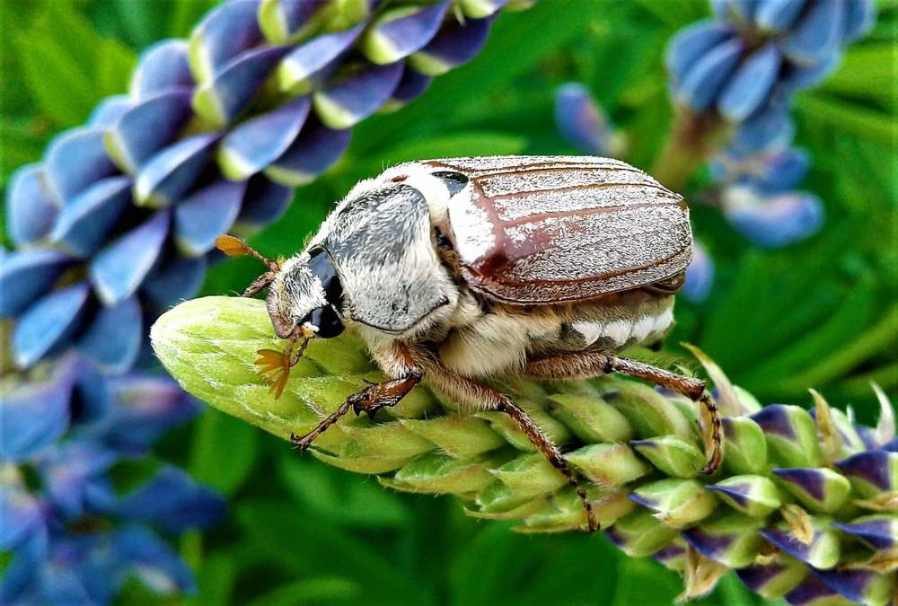 Майский жук