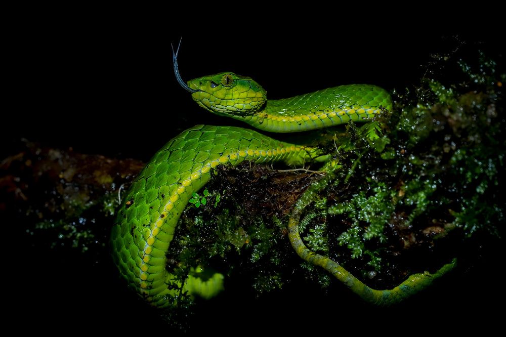 Photograph by Anish jayan