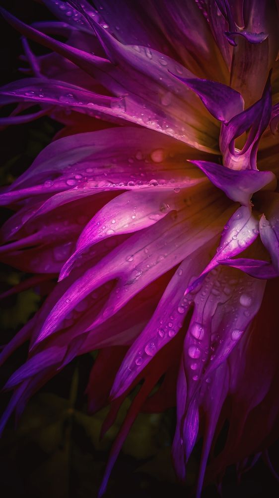 Photograph by Shurik Shurik