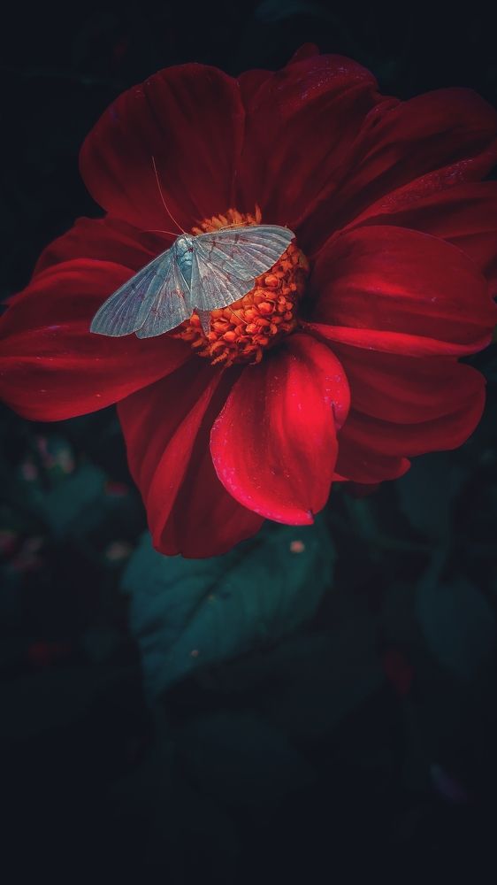 Photograph by Shurik Shurik