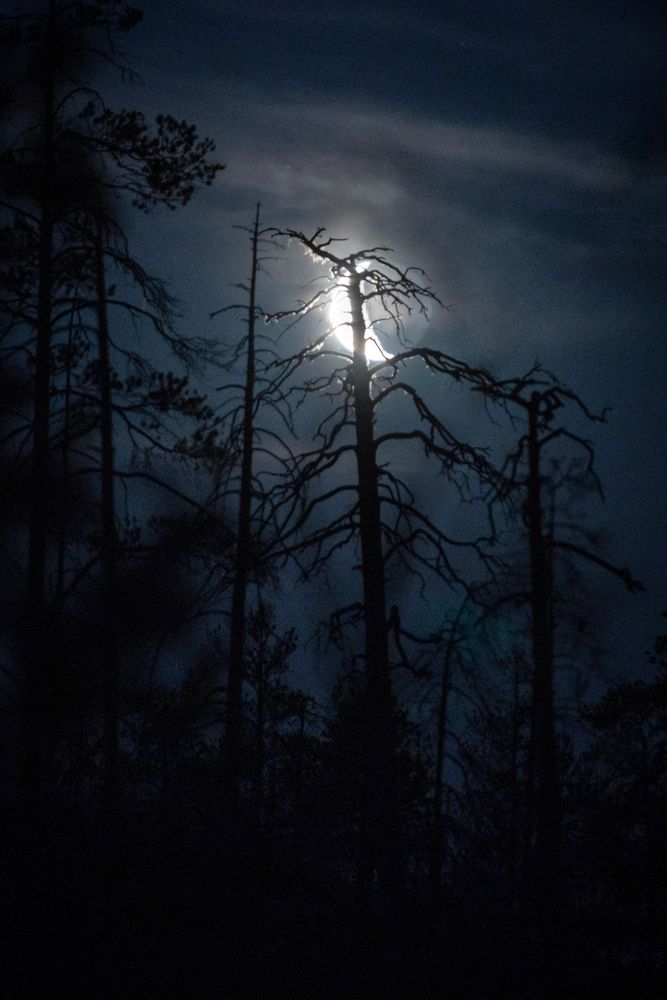 Ночь на болоте