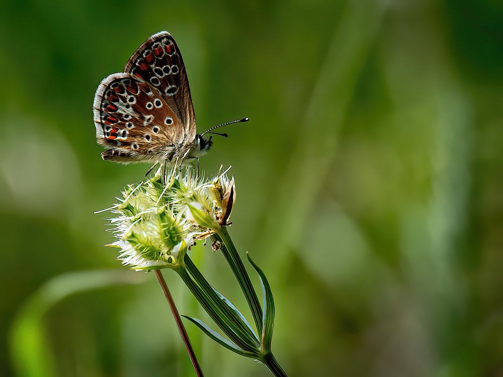 Photograph by Слави Котаров