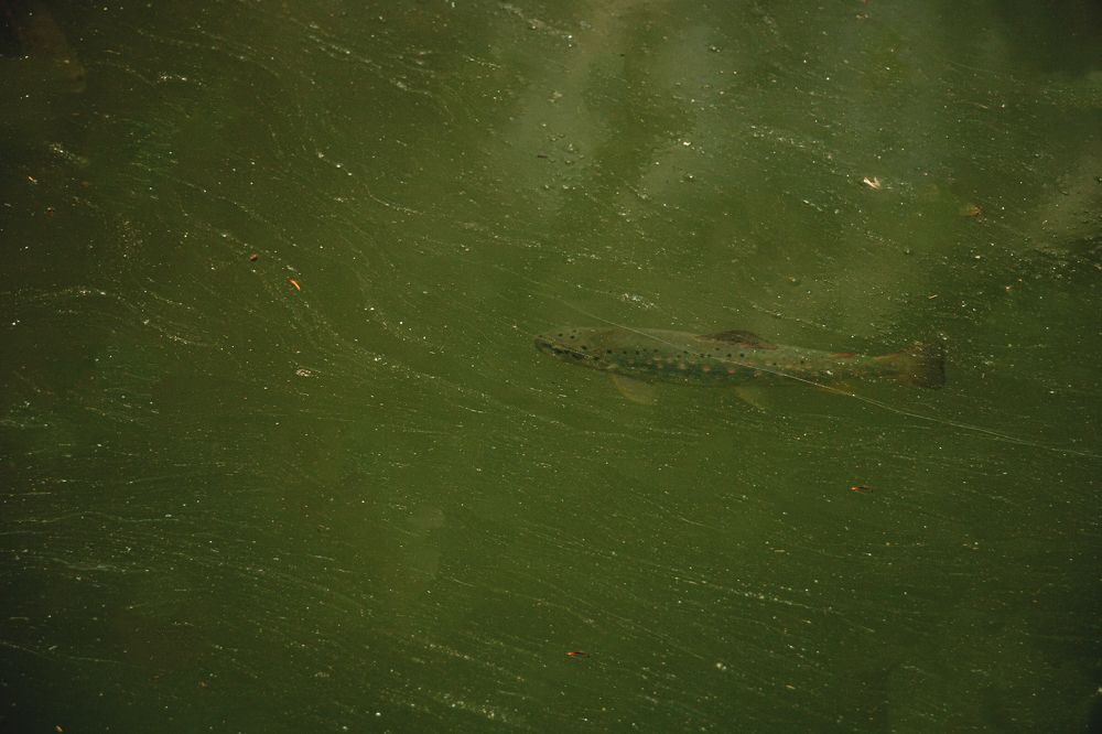 Photograph by Ali Abu Ras