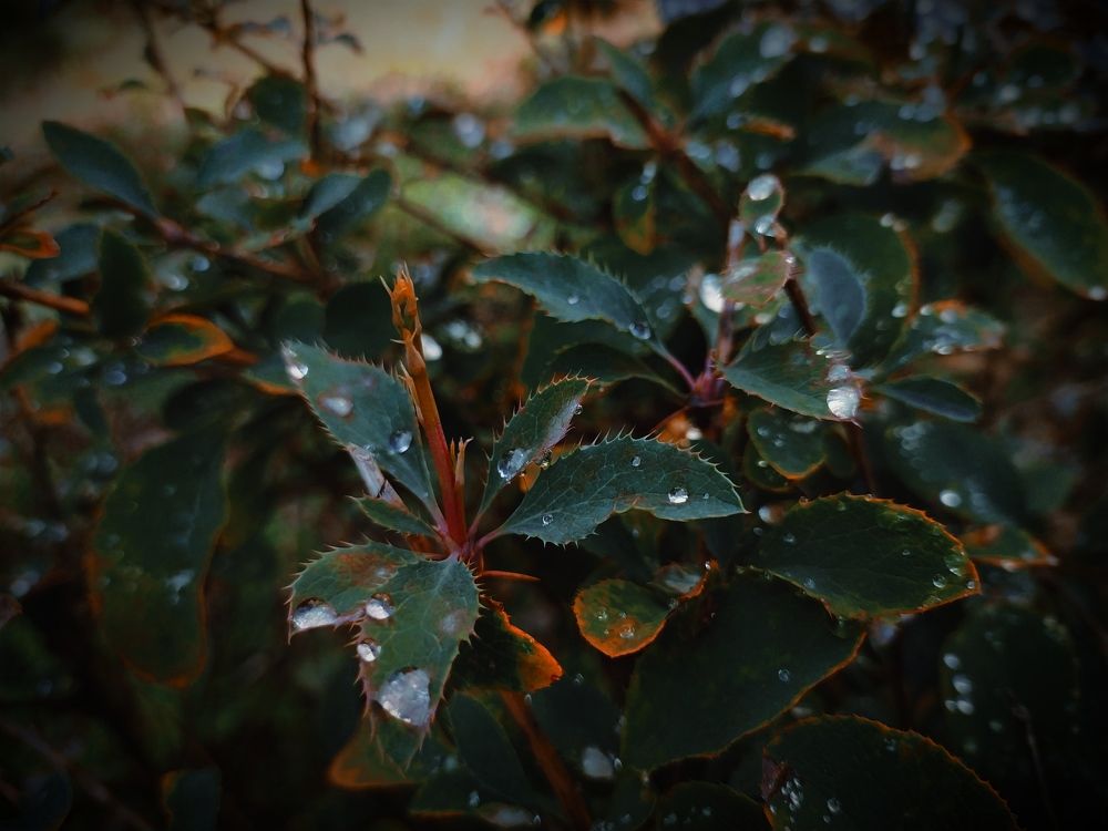 Photograph by Ирина Половцева