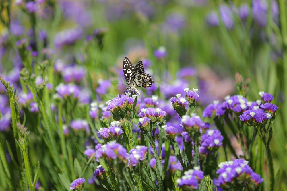 Photograph by Mohammadreza Majlesifar