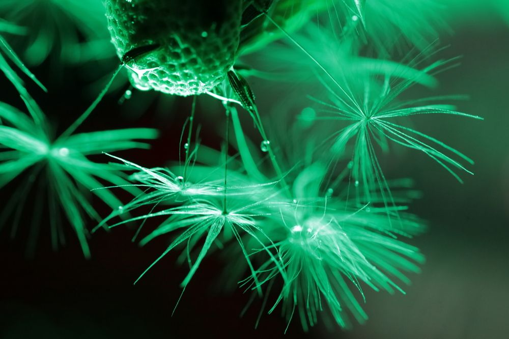Photograph by Sergey Kudryashov