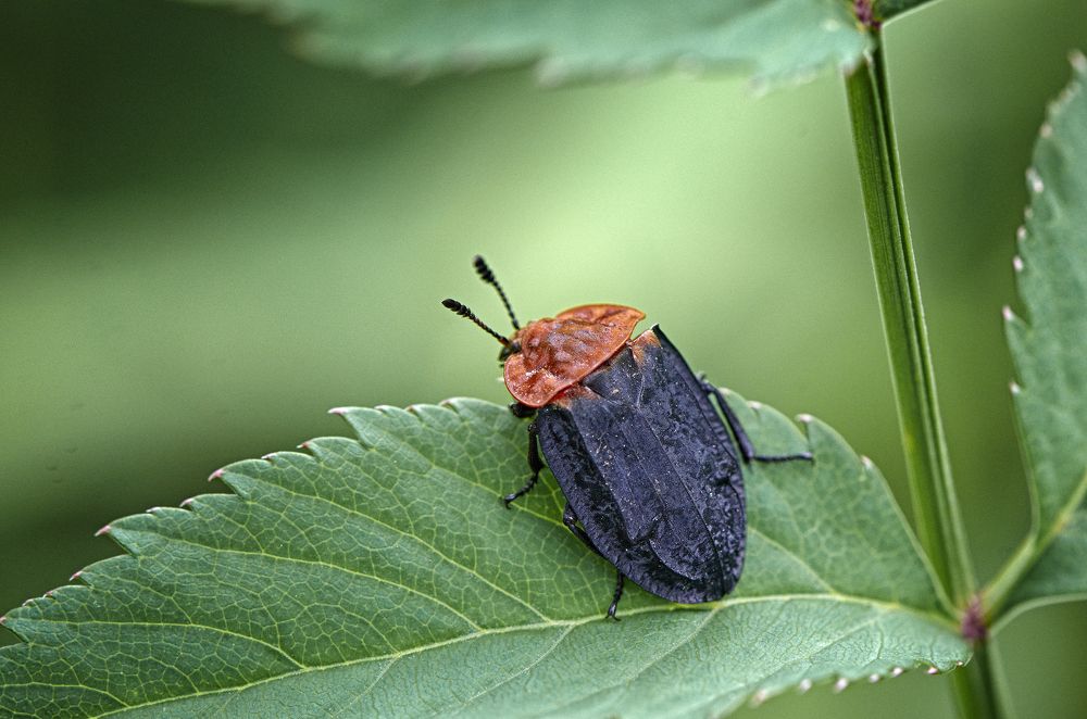 Photograph by Валерий