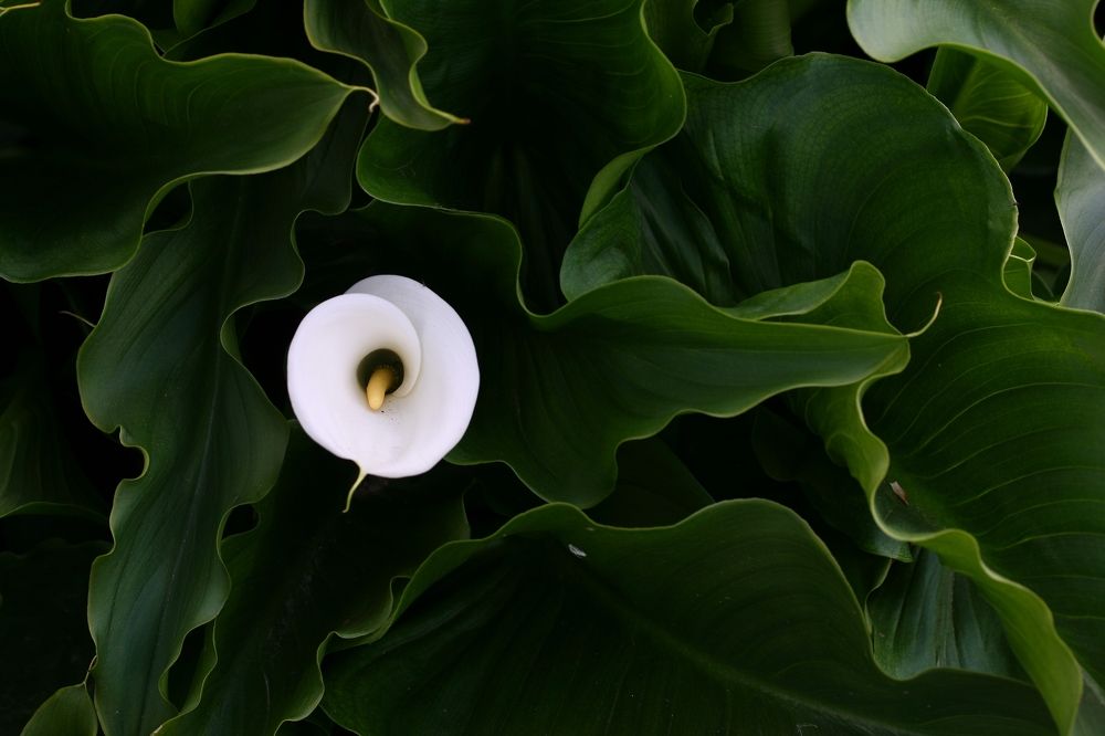 Photograph by damiano pignatti