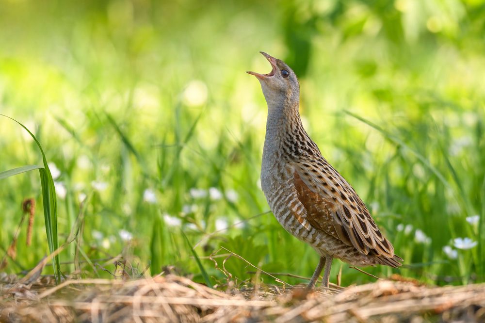Голос с полей