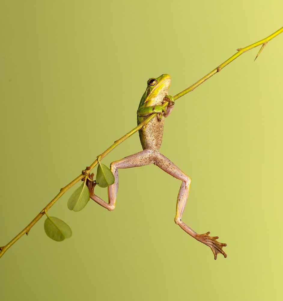 Frog.  Зеленая североамериканская Квакша