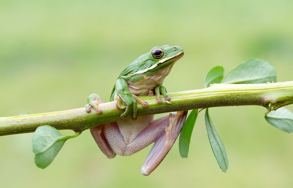 Frog - Зеленая североамериканская Квакша