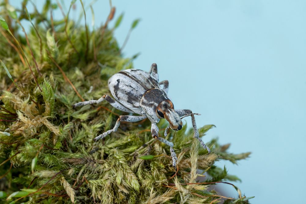 Жук долгоносик пятнистый