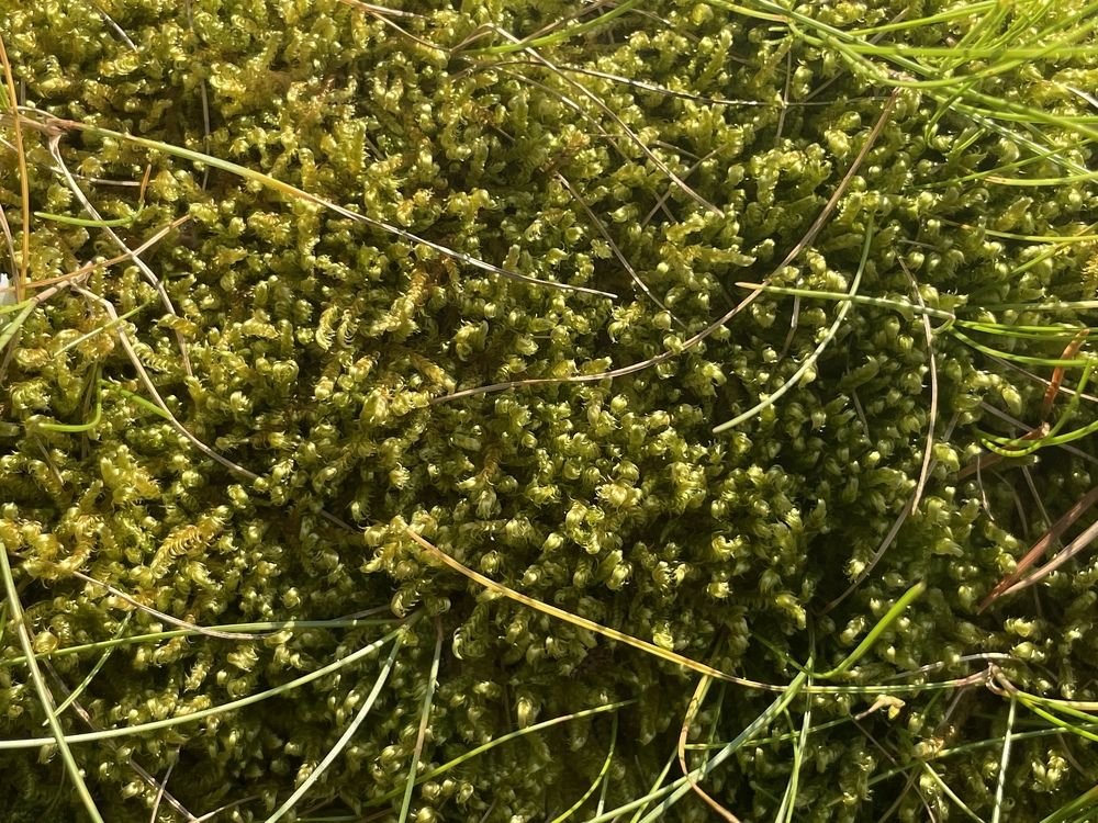 Photograph by Ольга