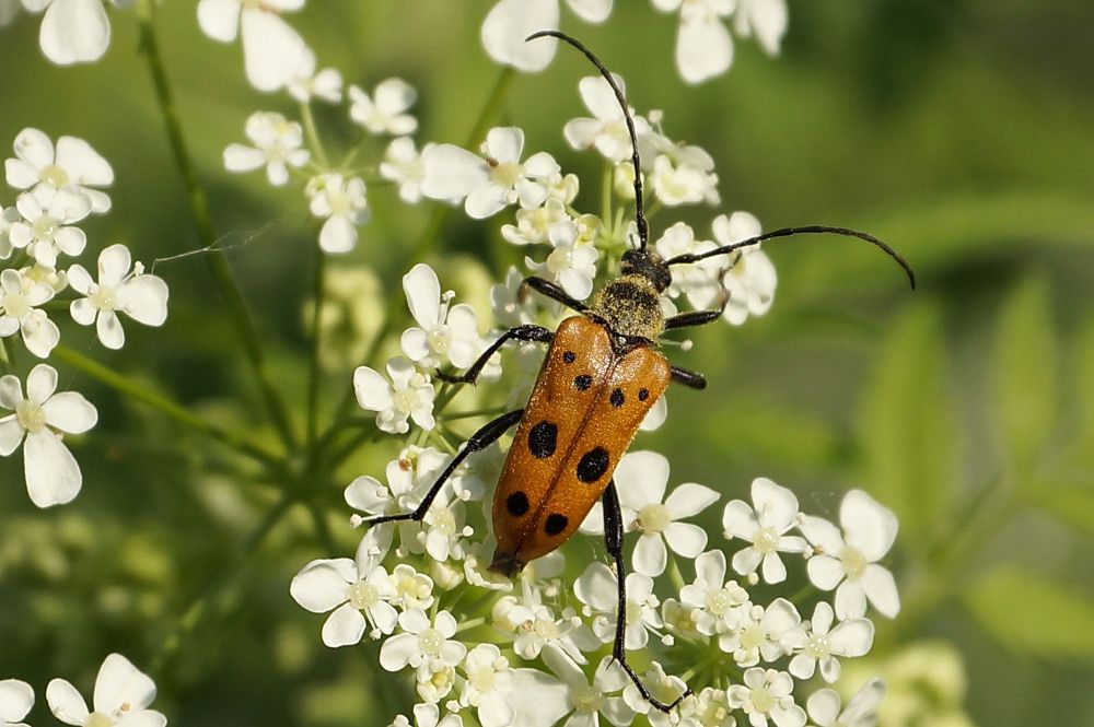 Усач Геблера