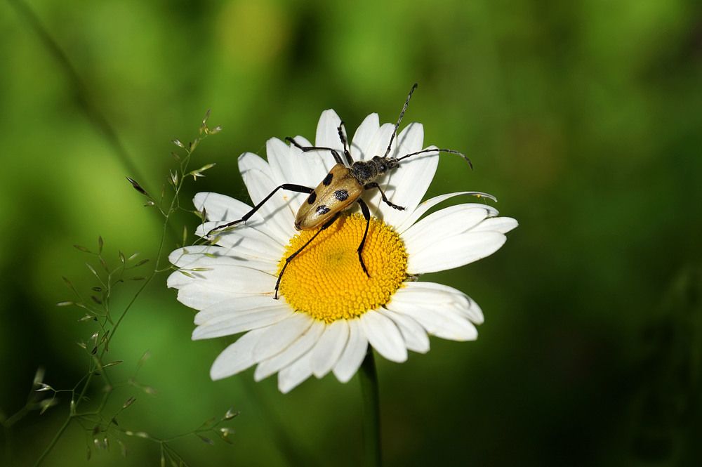Гадание на ромашке (четырехпятнистая пахита)