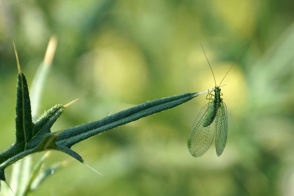 Photograph by Галина Кан