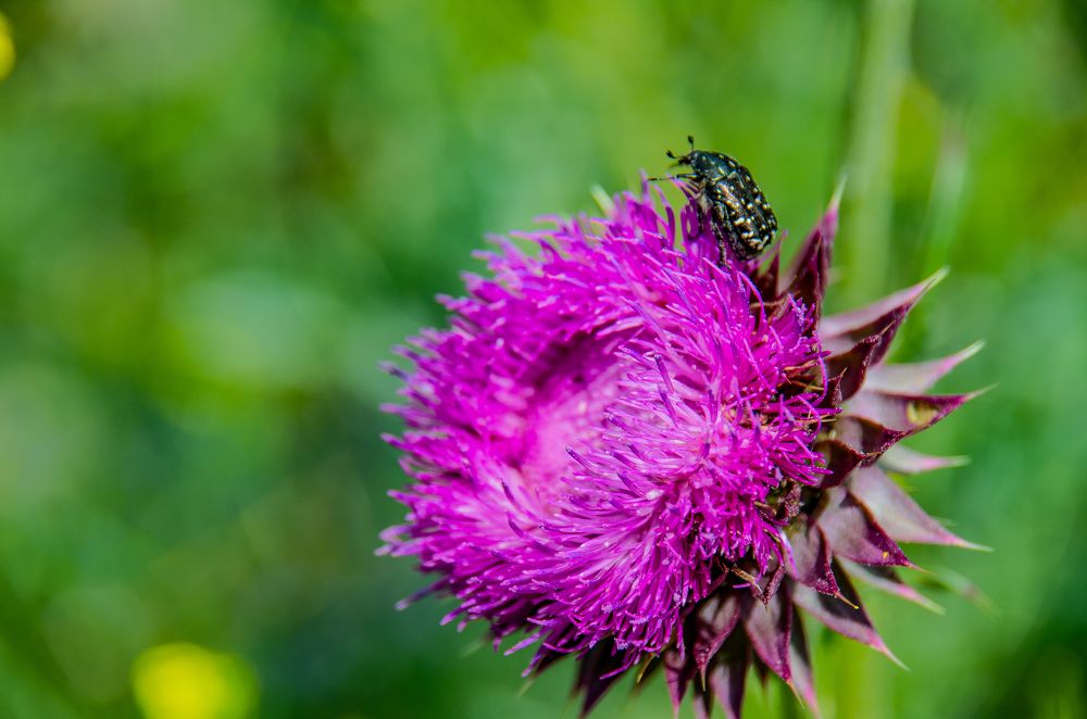 Фотография автора Hovhannes Nersisyan